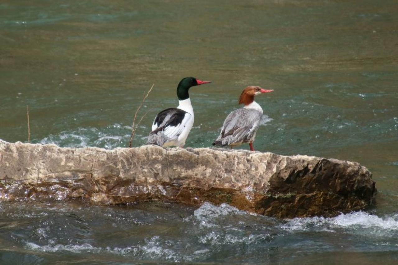 3 Common mergansers Warren Bielenberg 768x512
