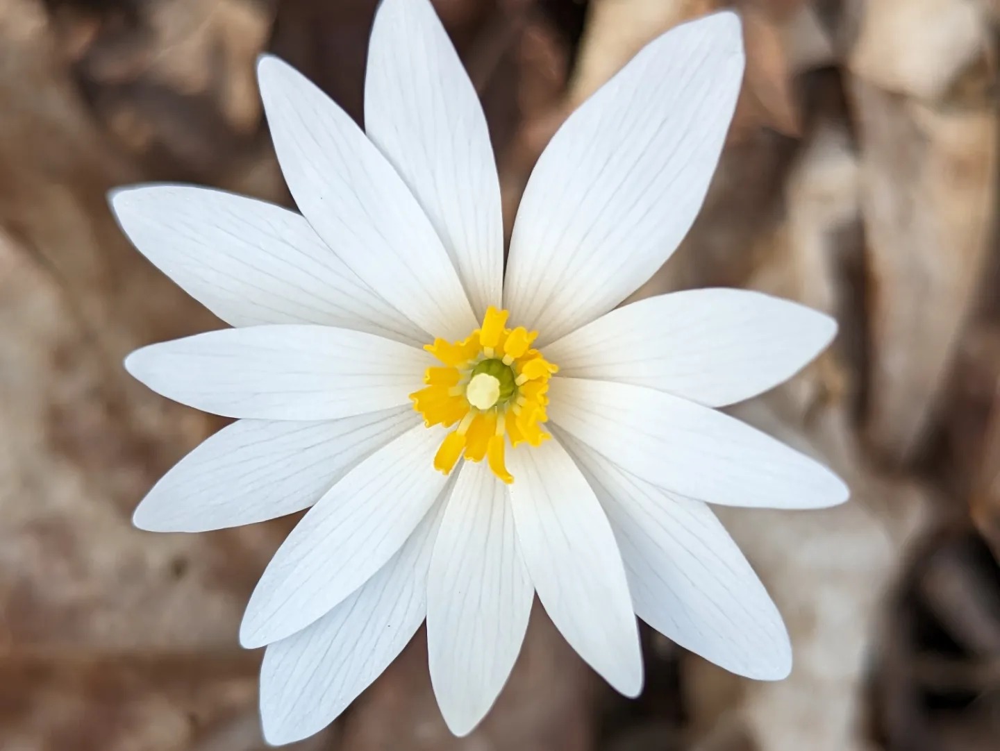 332597594 520951556816787 3501020708829569872 n