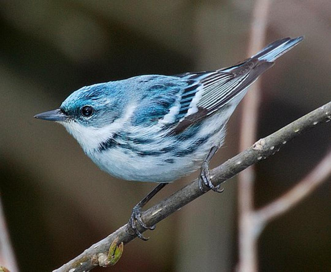 Cerulean Warbler Rondeau Provincial Park Ontario Canada