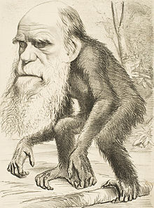 Editorial cartoon depicting Charles Darwin as an ape 1871