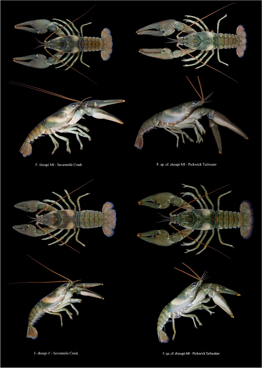 Images of Faxonius shoupi from Sevenmile Creek tributary to Mill Creek and Pickwick