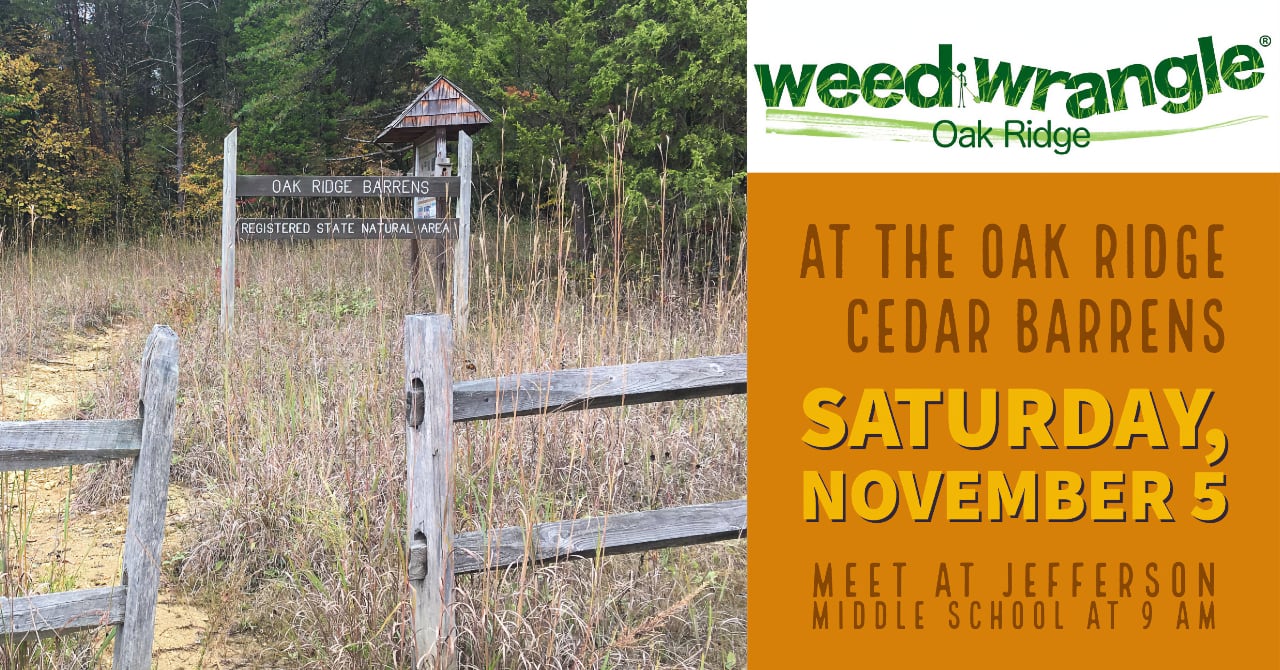 Oak Ridge Cedar Barrens fall 2022