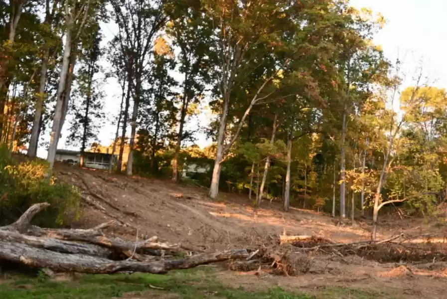 This was great habitat for beneficial bats.