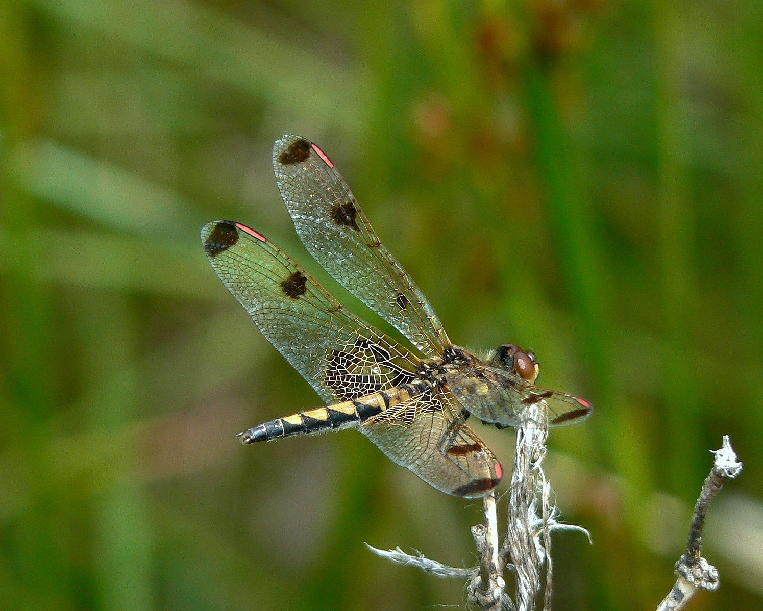 Celithemis elisa female