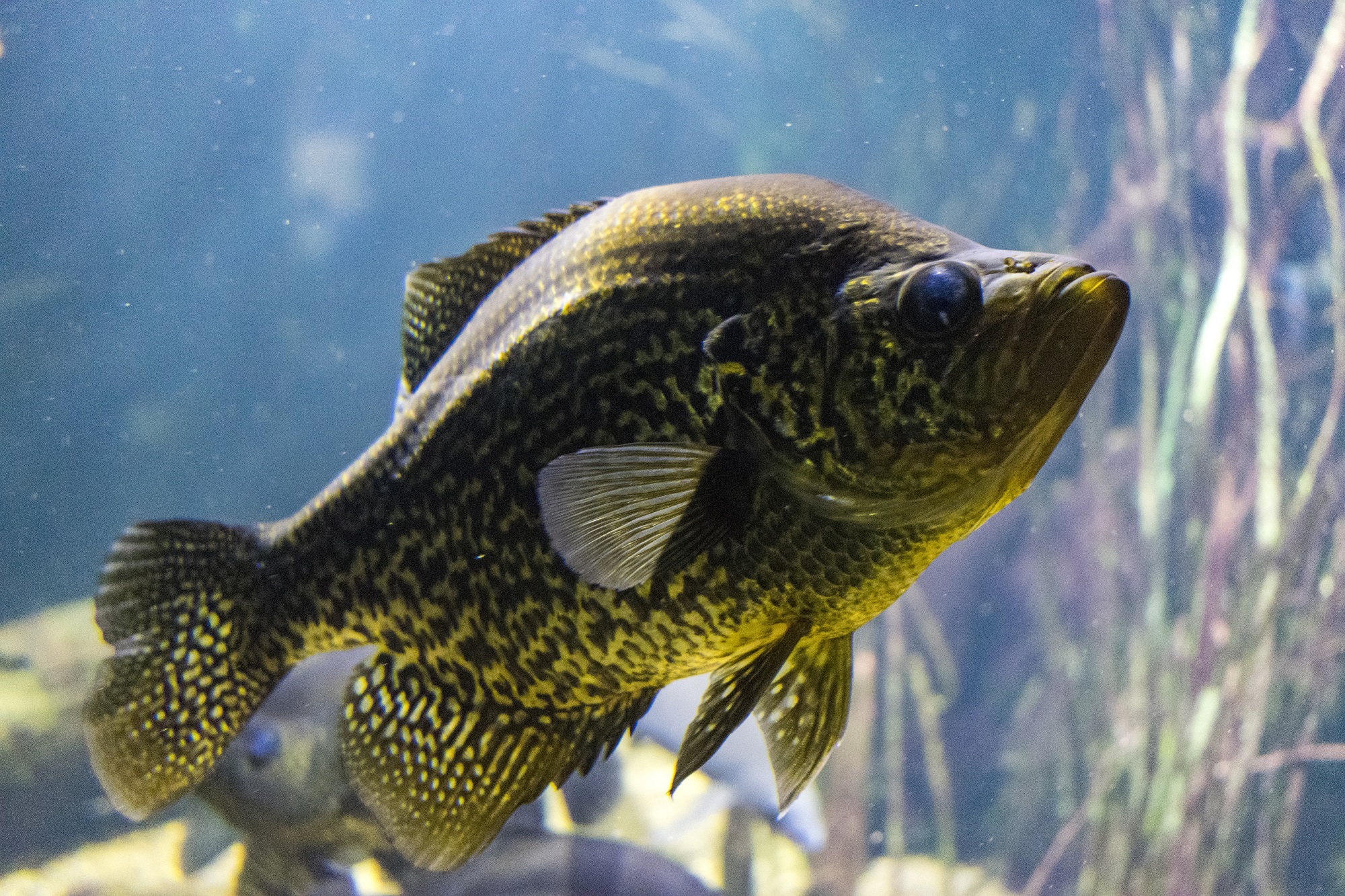 Black Crappie in the Tennessee Aquarium