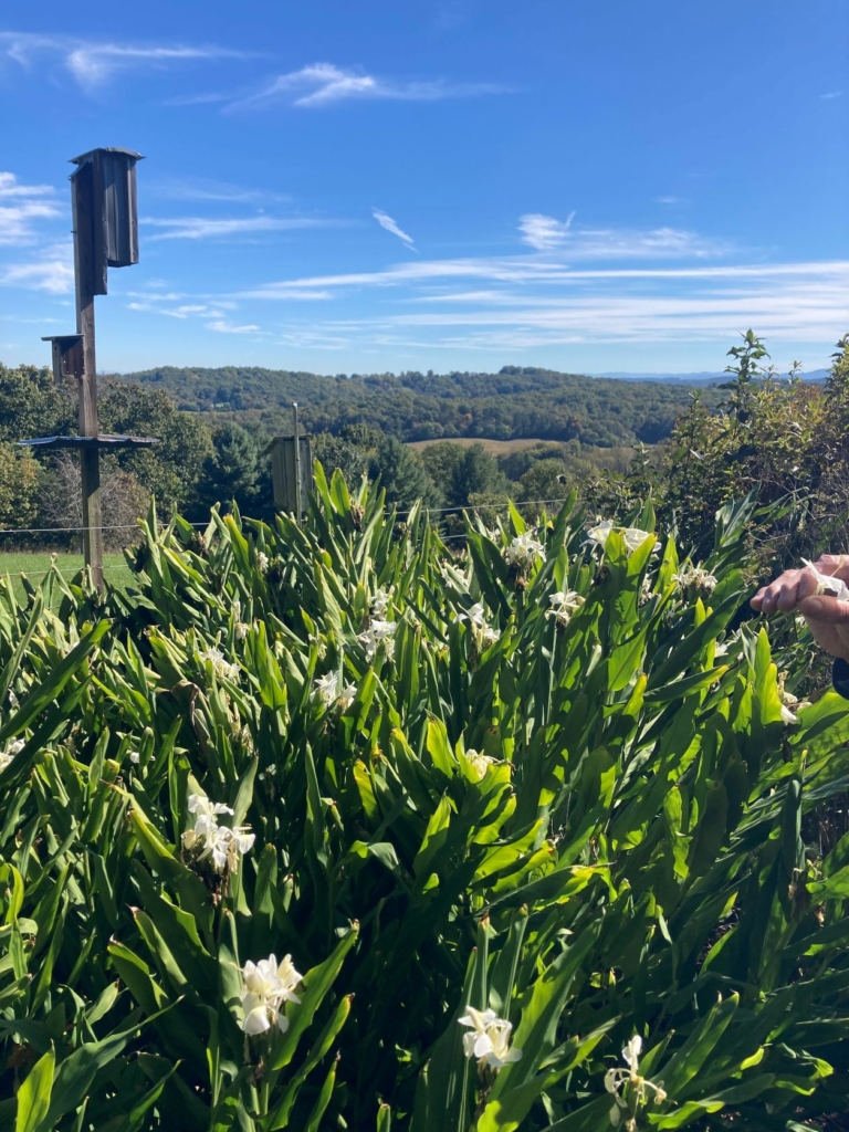 Pictured Just a few of the many handmade bird boxes placed throughout the property by Mr. Savage