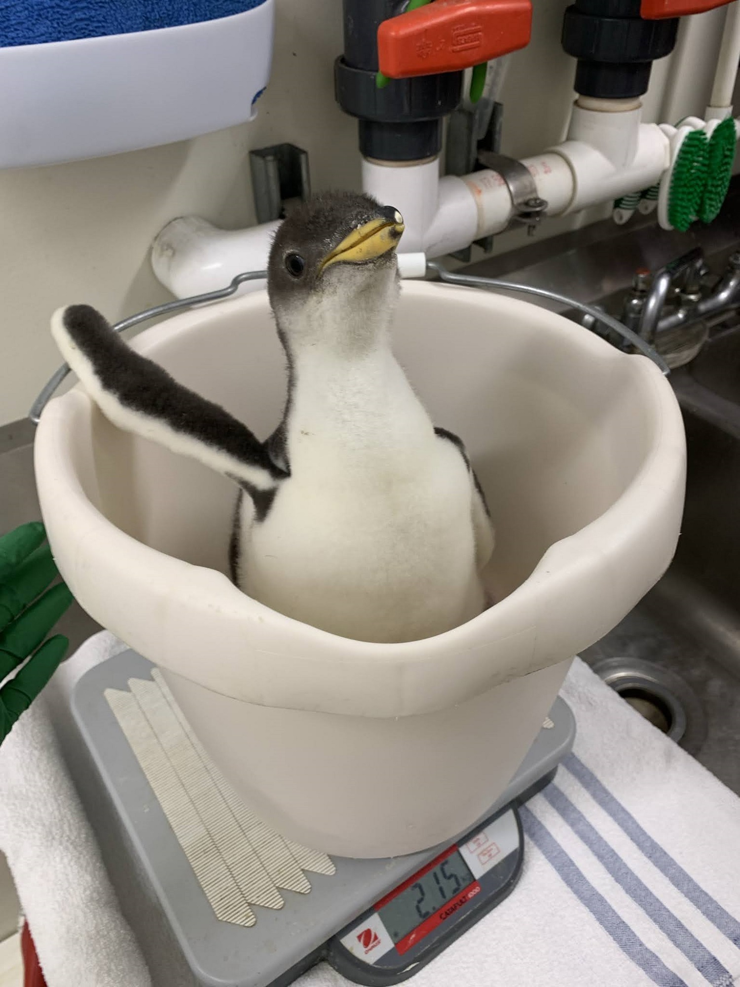 The Tennessee Aquariums Gentoo Penguin chick weighs more than two kilograms at just 28 days old